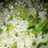 Spring onion Fried rice