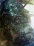 Mrenda with spinach