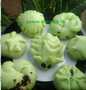 Cara Gampang Membuat Resep 🍞🌿bakpao pandan murmer takaran gelas,1※profing 🍃 yang Enak Banget Anti Ribet, Lezat