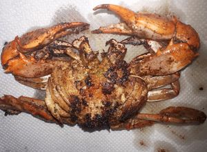 Una foto de Jaibas al ajo y mantequilla