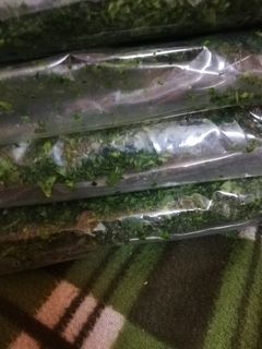 صورة لوصفة تفريز السبانخ 🤷🏻♀️