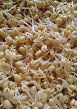Foto resep Cara membuat tauge pendek & panjang