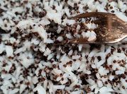 Una foto de arroz graneado