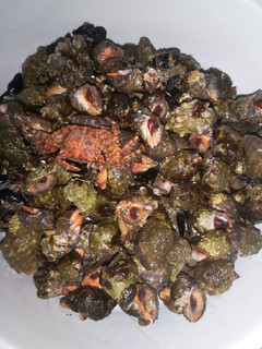 Una foto de Caracoles de mar cocidos