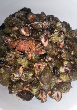 Una foto de Caracoles de mar cocidos