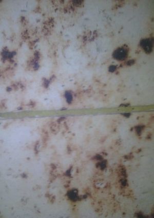 صورة لوصفة كسرة معجونة