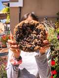 MEGA-COOKIE DE OREO