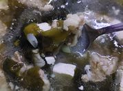 Gambar wakame jepang