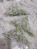 Kue Lopis/Lupis ketan