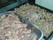 Una foto de paella chilena