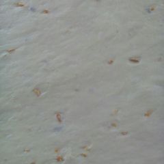 A picture of Orange mandazi.