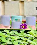 Sữa chua hoa đậu biếc