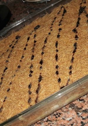 صورة لوصفة حلى الخشخش 😋