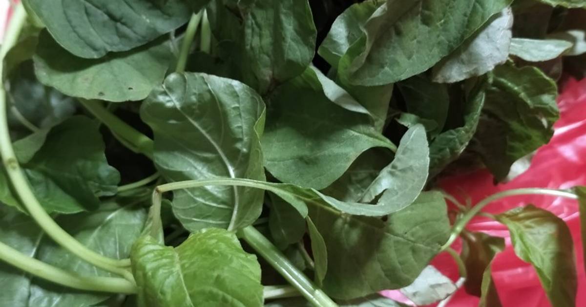 Tips Penyimpanan dan Pengawetan Bayam Setelah Memanen Membuat Hasil Panen Tahan Lebih Lama