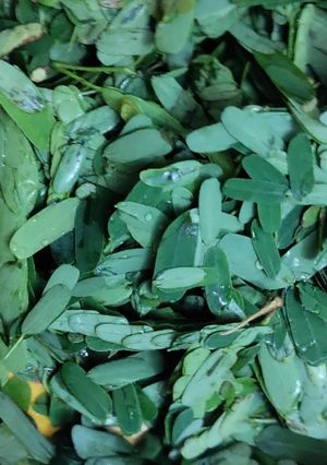 Hình của món ĐẦU CÁ BASA LÁ ME - KHẾ CHUA.