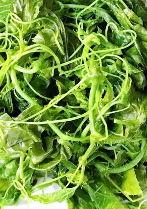 Hình của món 🌱 Đọt Nhãn Lòng Luộc Chấm Nước Muối.