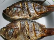 Gambar ikan mujaer oven