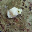 Panchmel Lachha paratha
