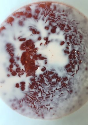 Foto resep Bubur Mutiara Aren Fibercreme