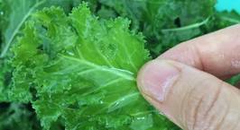 Hình ảnh món Thí nghiệm cùng cải xoăn: kale salad và kale chip