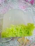 Agar2 Lumut Pandan asli