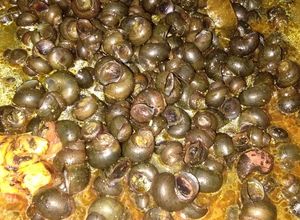 Foto resep Sayur tutut (keong kecil/siput sawah)