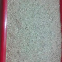 A picture of Moringa pod powder.
