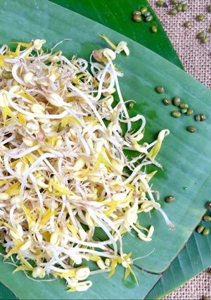 Hình của món Cách làm giá đỗ đơn giản trong nồi.