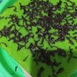 Bolu pandan kukus