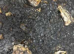 Una foto de 590. Arroz negro con rape (principal paella)