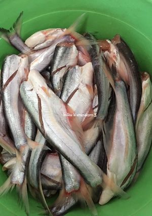 รูปของ “ไอ้ด้องหมักเกลือ”