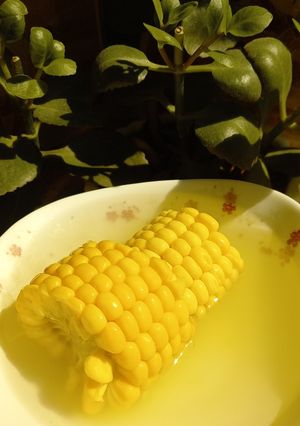 عکسی از دستور بلال شور🌽