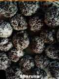 Chocolate laddoo