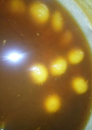 Foto resep Kolak biji salak