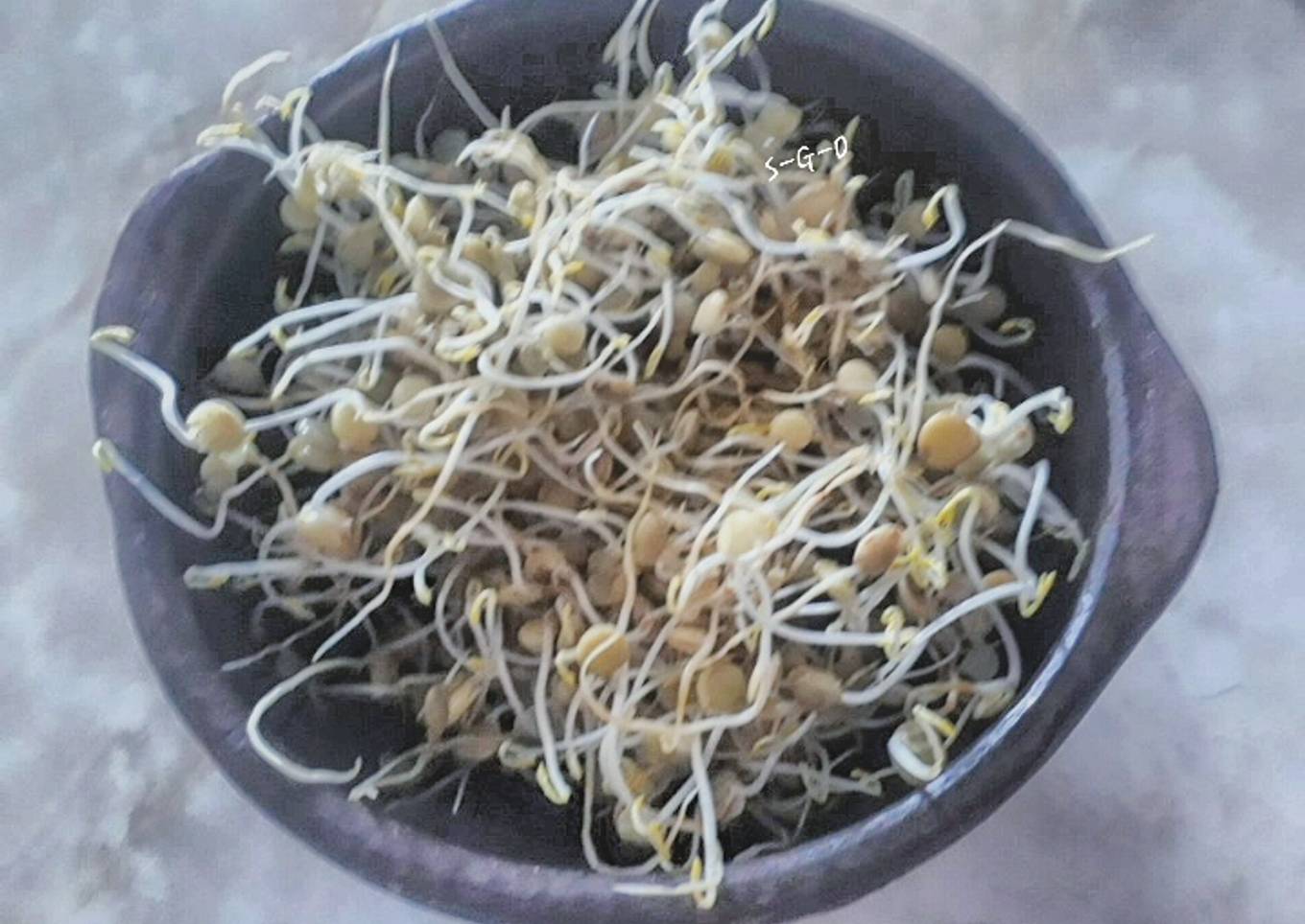 Brotes de lenteja