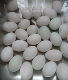 trứng muối cấp tốc