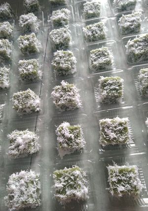 Foto resep Yet Yet Pandan