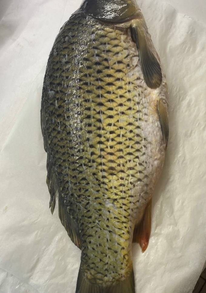 Ніжний і соковитий короп, запечений у духовці 🐟