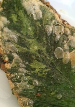 Foto resep Keripik bayam
