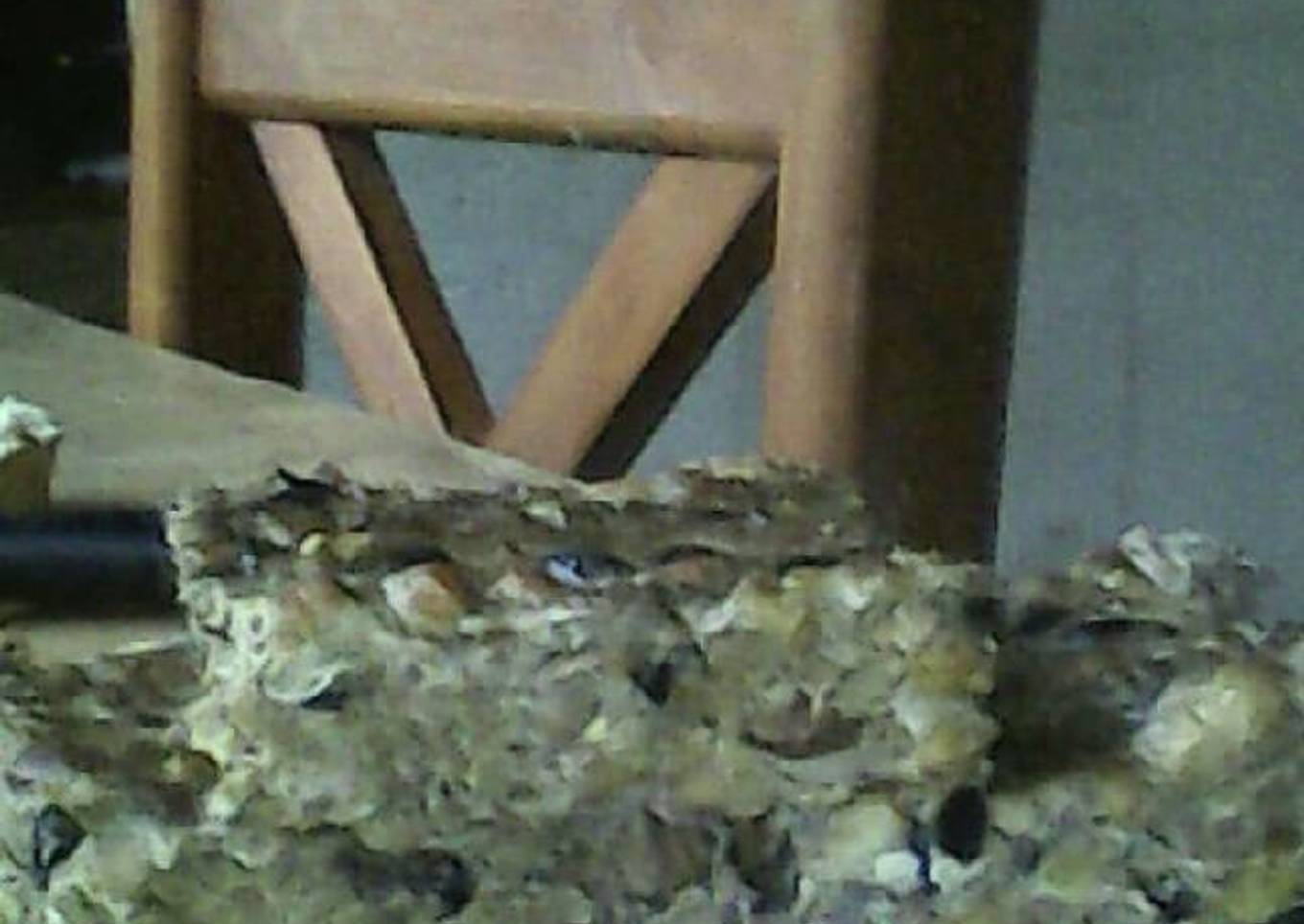 Tortillón de porotos morados, negros, blancos, lentejas, garbanzos y mondongo y mucha mazamorra