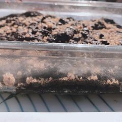 A picture of Chocolate brownie.