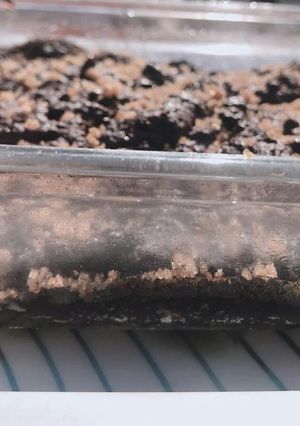 A picture of Chocolate brownie.