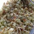 Asinan (trancam)