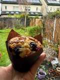 Blueberry muffins