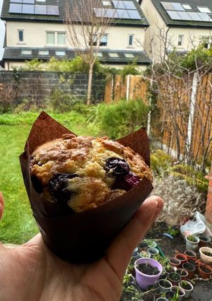รูปของ Blueberry muffins
