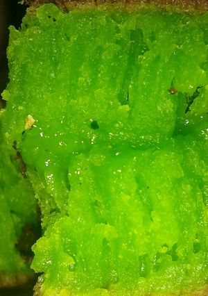 Foto resep Martabak manis Teflon Simple anti gagal lembut bersarang