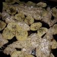 Merluza con papas al horno
