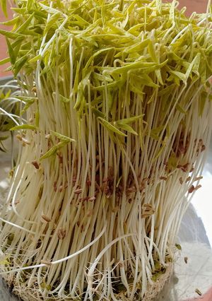 मुग बीन स्प्राऊट्स (mung beans sprouts recipe in marathi)_ रेसिपी चे मुख्य फोटो 
