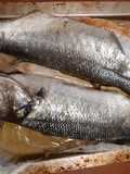 Spigola arrosto