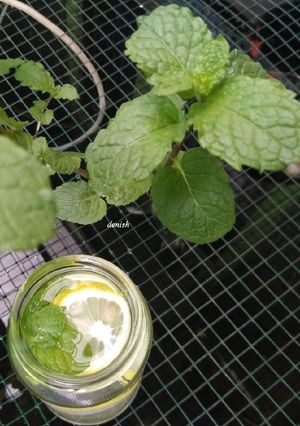 Foto resep Lemon Mint